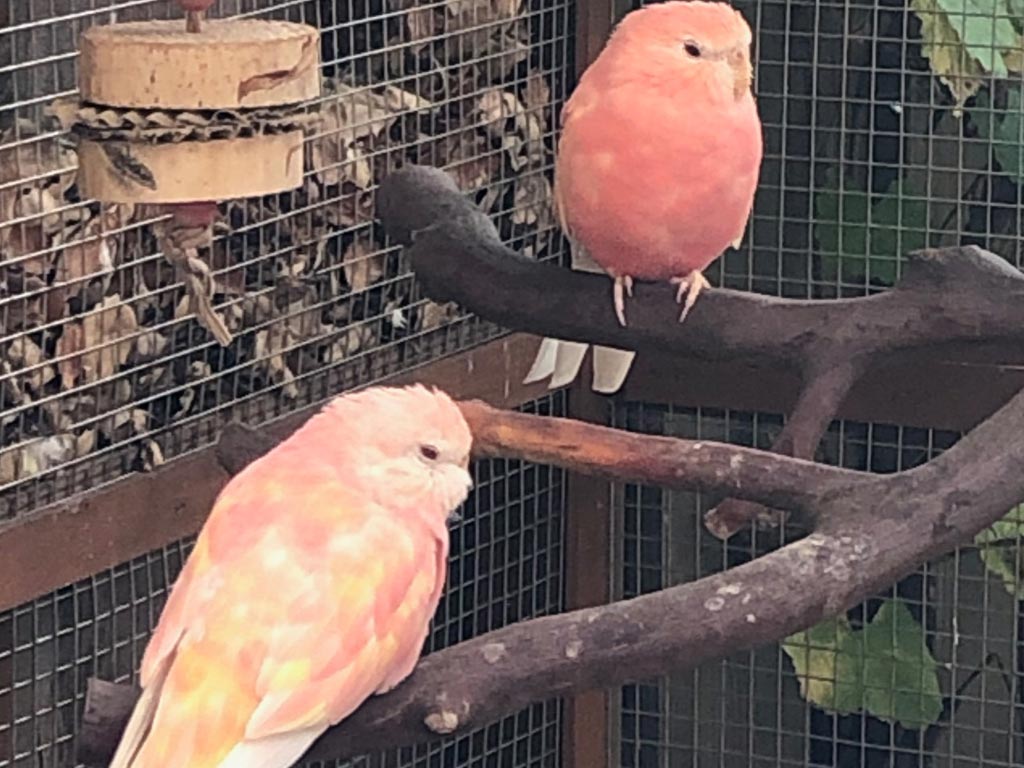 Orange and Red Birds